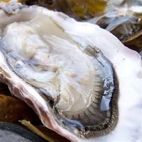 East Coast Blue Point Oysters - Dixon Fisheries