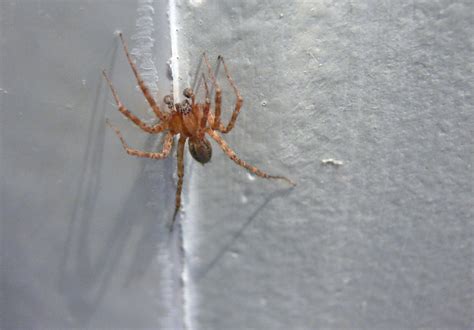 Spider on our bathroom wall | Yikes! | Jessica Merz | Flickr