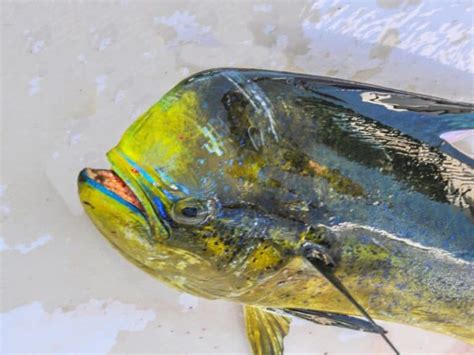 Dorado Fish vs Mahi-Mahi: Are They the Same?