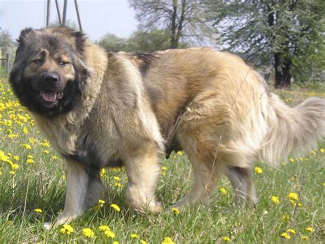 Caucasian Shepherd Dog - All Big Dog Breeds