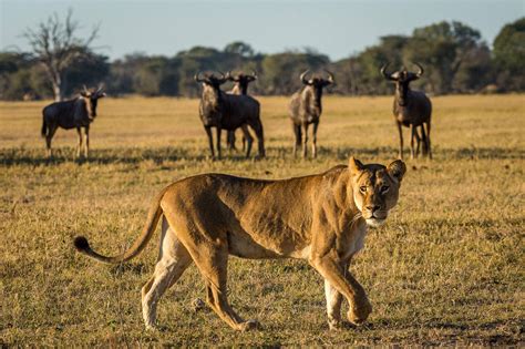 The best walking safaris in Zimbabwe | Expert Africa