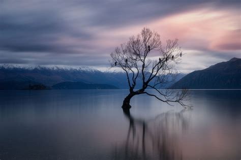 The Wanaka Tree - The often photographed Wanaka Tree | Wanaka, Unique ...