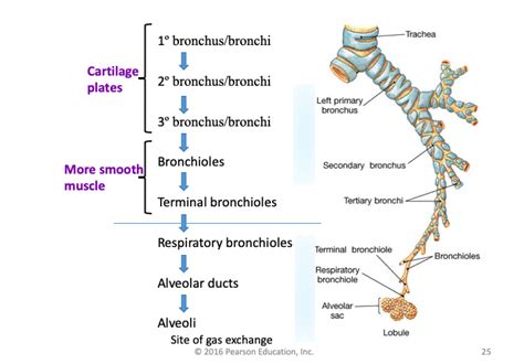 Bronchi and Bronchioles-Resp. Part 4 Diagram | Quizlet