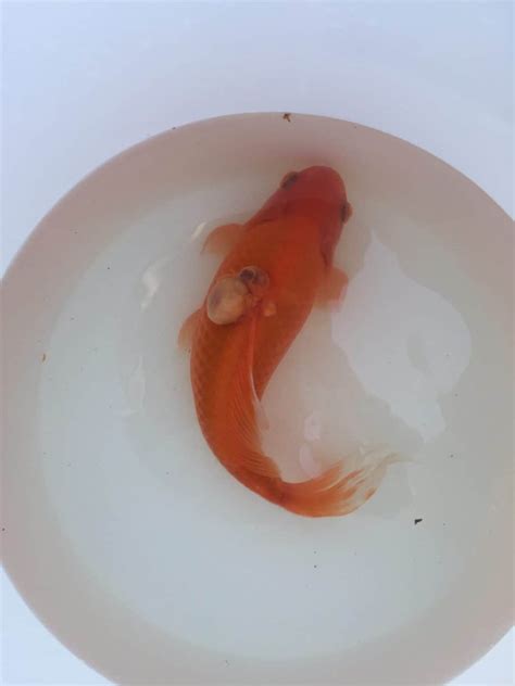 Top 5 Most Common Goldfish Diseases & How to Fix Them - Fish Vet