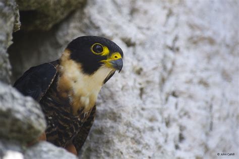 Bat Falcon at nest | Nesting in the side of Temple 216, Yaxh… | Flickr