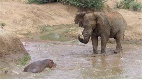 Elephant Vs Hippo In Intense Standoff - YouTube