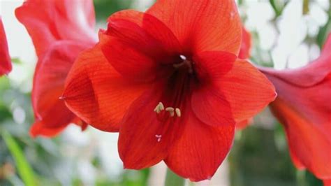 Hibiscus Pests and Diseases - What You Have to Know