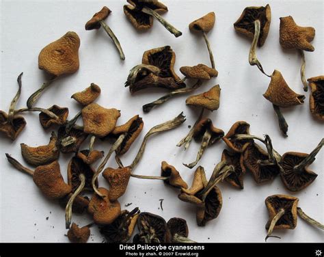 Erowid Plants Vaults : Images : psilocybe cyanescens dried__i2007e0954_disp