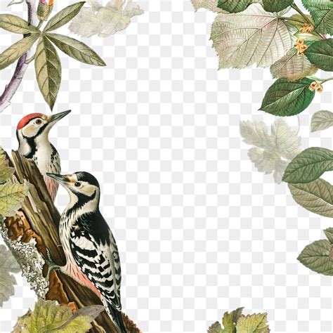 PNG Woodpecker Images | Free Photos, PNG Stickers, Wallpapers & Backgrounds - rawpixel