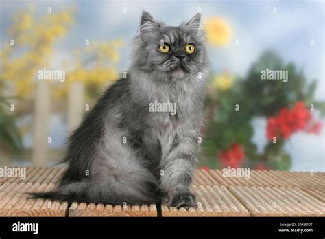 Persian cat, black-smoked Stock Photo - Alamy