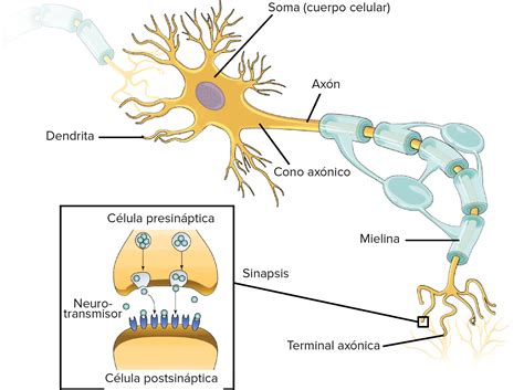 mitología crédito Maletín las partes de la neurona y sus funciones ...