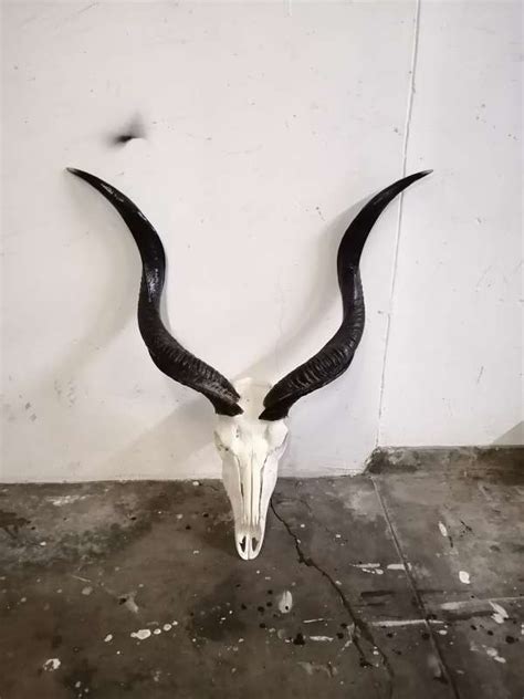 African Kudu skull and horns