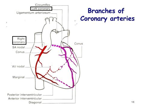 blood supply of heart