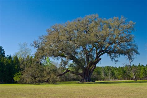 Cellon Oak Park | Florida Hikes!