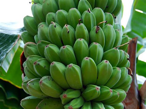 Budidaya Pisang Kepok, Cara Menanam dan Merawatnya yang Benar - Toko ...