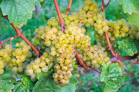 Riesling Wine Tasting Tips | Wine Enthusiast