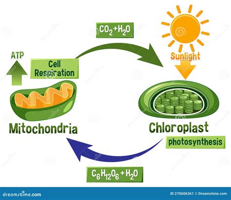 Photosynthesis and Cellular Respiration Diagram Stock Vector - Illustration of process, cellular ...