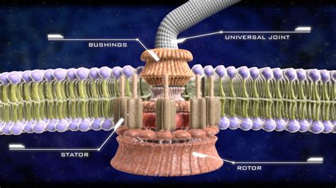 Bacterial Flagellum – Revolutionary