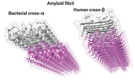 Surprising amyloid structure solved