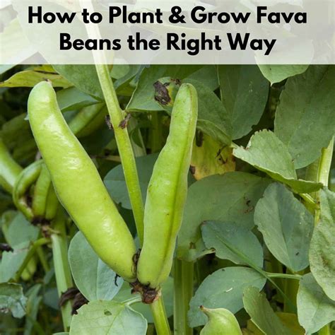 How’s To Plant A Fava Bean In The Soil – SC Garden Guru