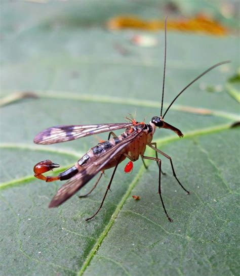 Indonesian Bugs & Others: Scorpion Fly (Panorpa Communis) from Dago Pakar