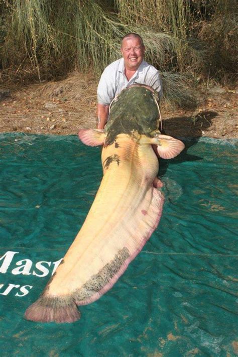 Rare albino wels catfish believed to be world record