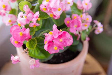 Flowering Begonias: Plant Care & Growing Guide