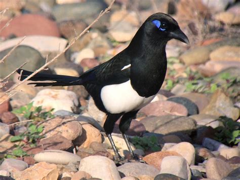 Maghreb Magpie - eBird