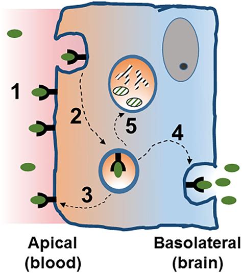 Frontiers | Transcytosis to Cross the Blood Brain Barrier, New Advancements and Challenges