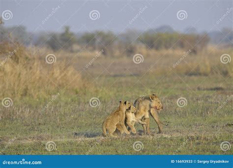 Lioness After Hunting With Cubs. Stock Photos - Image: 16693933