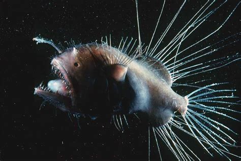 Fanfin anglerfish | Animals | Monterey Bay Aquarium