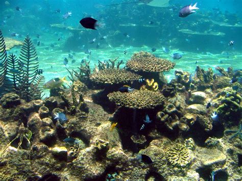 File:Australian coral sealife.jpg - Wikimedia Commons