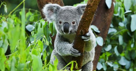 What Do Koalas Eat? - A-Z Animals