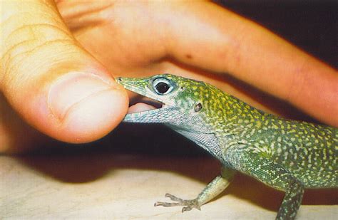 Lizard Bites Finger by yodana on DeviantArt