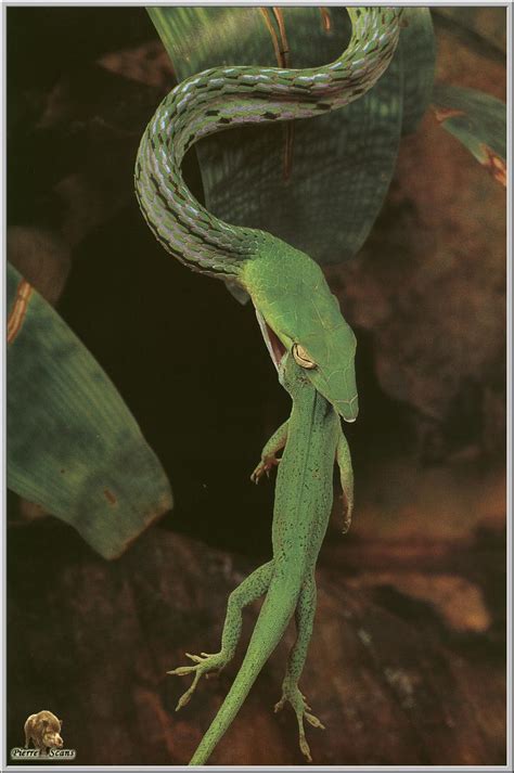 Golden Flying Snake (Chrysopelea ornata) {!--날뱀, 비사(飛蛇)-->; DISPLAY ...