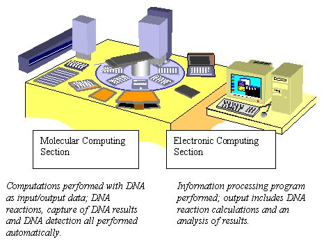 KnowCrazy.com: DNA Computing