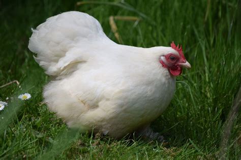 Pekin Bantam For Sale | Chickens | Breed Information | Omlet