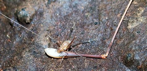 Cave Crickets Monitoring (U.S. National Park Service)