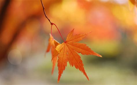 orange fall leaves bokeh-autumn of natural scenery Wallpaper Preview ...