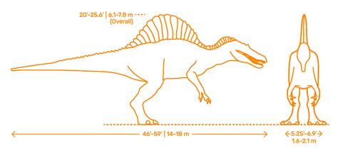 Spinosaurus Size Comparison To T Rex