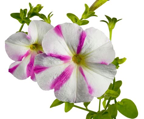 Pretty Petunia Wallpapers - Wallpaper Cave