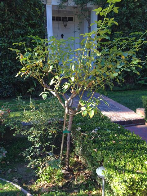 Aprille's SoCal Gardening : Rose Tree Pruning