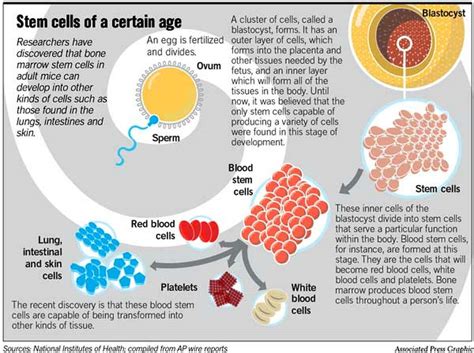 Adult stem cells may adapt for body's benefit / 'Astounding' ability could repair damaged human ...