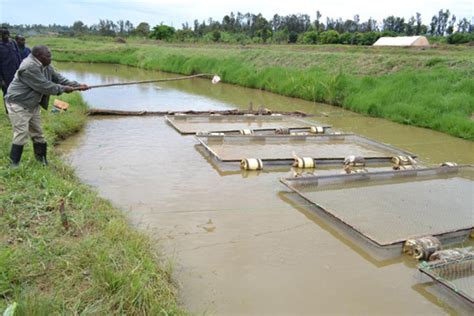 New fish breeding method to help meet EU safety standards | Nation