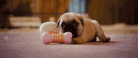 15 ridiculously cute gifs to celebrate National Puppy Day