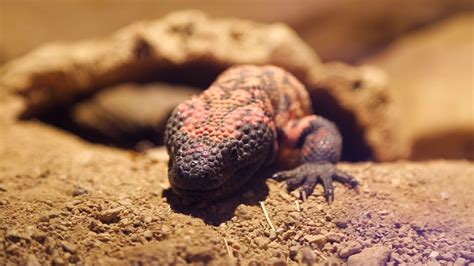 How Do Lizards Survive In The Desert Without Water? The 6 Top Answers - Chiangmaiplaces.net