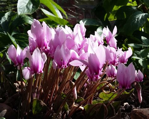 Cyclamen hederifolium bulbs/tubers - Buy 'Sowbread' online at Farmer Gracy UK