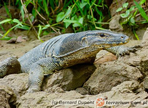 Varanus salvator - waran leśny - Varanidae - Waranowate, Warany - Gatunki - Gatunki - terrarium.pl