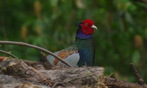 Green Pheasant – birdfinding.info