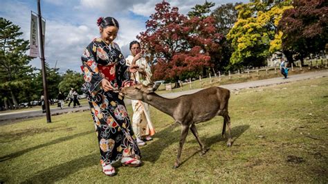 Nara Park: Japan's sacred deer sanctuary | CNN